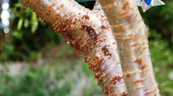 gradina mea solutie inedita pentru protejarea gradinii de insecte