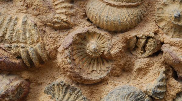 valcea fosile marine din cretacic gasite din intamplare de o echipa de muncitori in muntii cozia la serbanesti