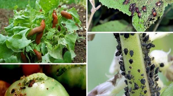 secretele gradinaritului solutii ecologice pentru combaterea daunatorilor