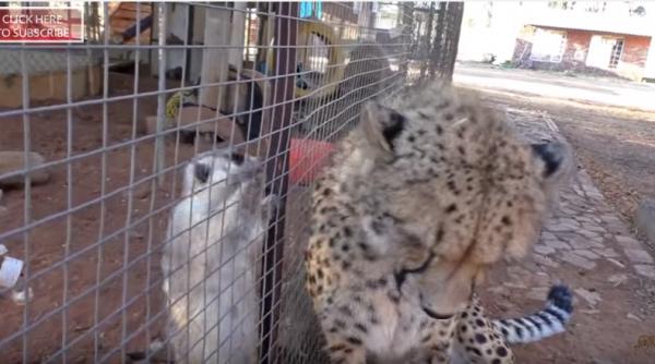 video prietenia nu are granite in lumea animalelor