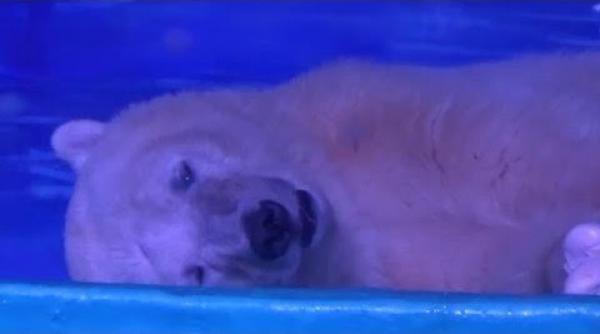 cel mai trist urs polar traieste intr un mall din china