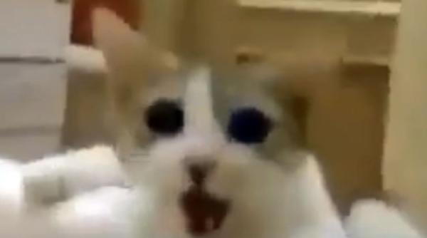 video o pisica isi salveaza stapana de la inec