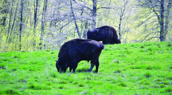 ariile protejate ale romaniei parcul natural vanatori neamt