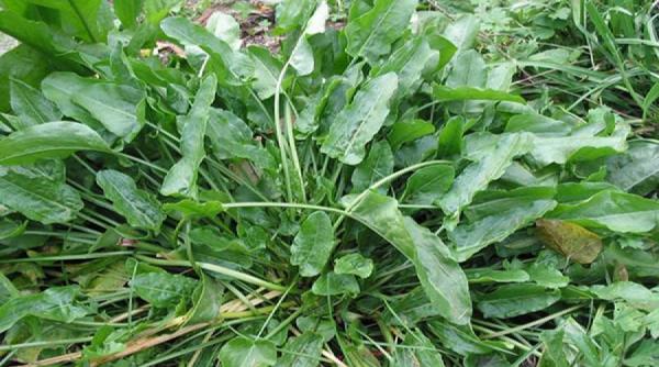 tratamente naturiste macrisul si beneficiile sale pentru sanatate