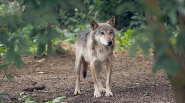 o imperechere ratata in grodina zoologica din zagreb