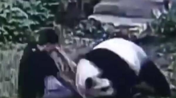 video un urs panda s a luat la tranta cu un tanar intrus iar imaginile au devenit virale