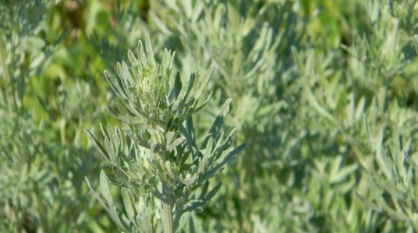 leacuri si credinte pelinul cu puteri magice