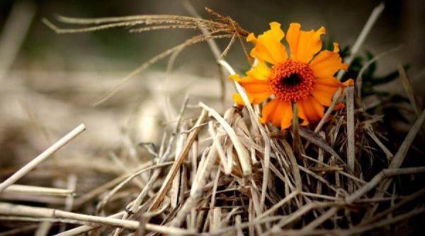 leacuri si credinte bai de leac cu fan si descantece de lingoare