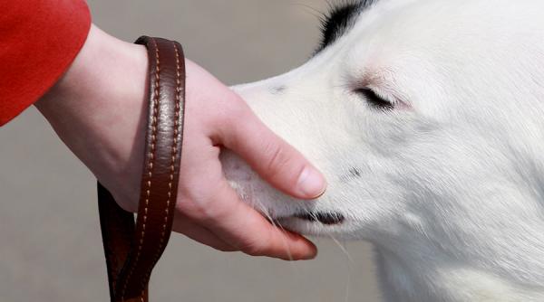 o primarie spaniola are o metoda inedita pentru gasirea proprietarilor de caini care nu aduna excrementele acestora