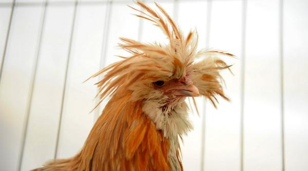 galerie foto indagra s a deschis ce mai mare targ agricol din romania