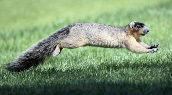 florida o veverita a atacat mai multi batrani dintr un camin