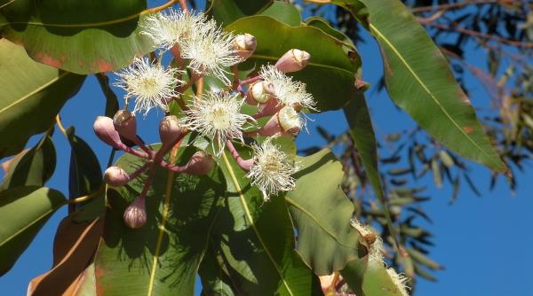 efectul eucaliptului asupra cailor respiratorii