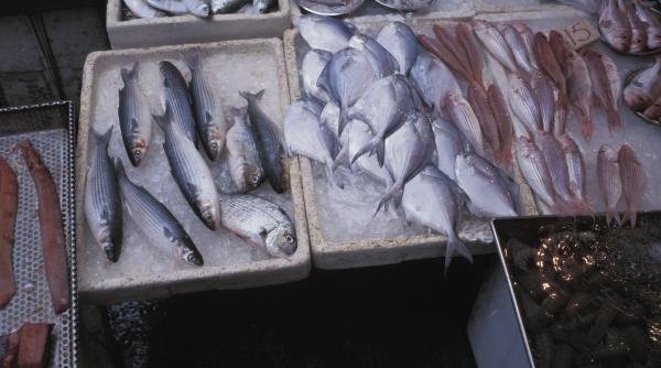 importam mii de tone de peste si exportam cu taraita