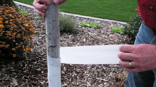 gradina mea cum protejam gradina iarna