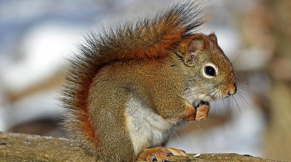 veveritele roscate din mb afectate de acelasi tip de bacterie care a provocat lepra in evul mediu