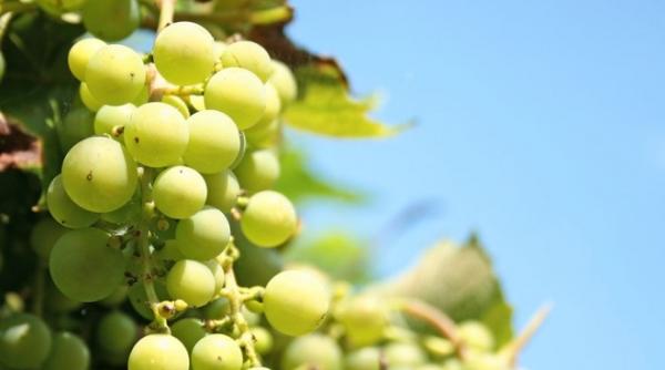 naturisme extract de struguri pentru vederea de noapte