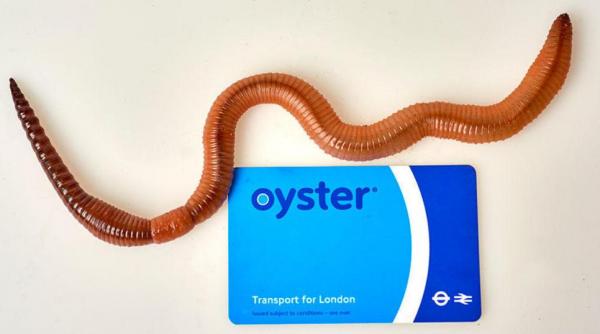 o rama gigant de dimensiunea unei popice stabileste un record de marime