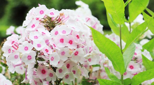 ce poti trata cu valeriana