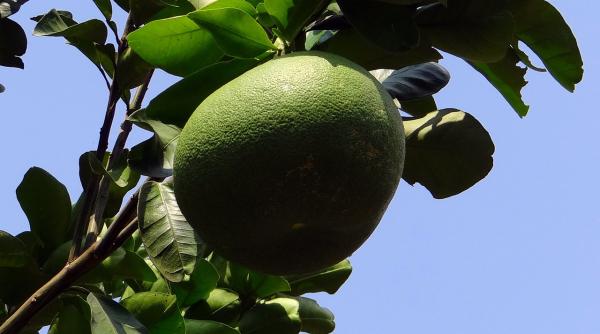 cinci efecte miraculoase ale fructului pomelo