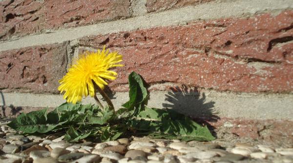 plantele care protejeaza cel mai mult ficatul