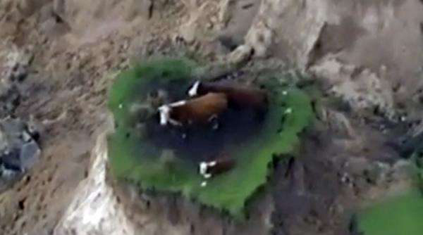 video noua zeelanda trei vaci ramase izolate dupa o alunecare de teren provocata de cutremur