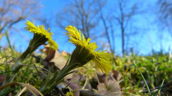 cele mai bune leacuri contra tusei