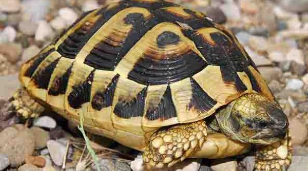 prognozele meteo testoasele si romgaz