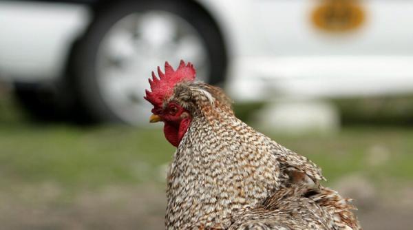 focar de gripa aviara in apropierea graniitei de vest a romaniei
