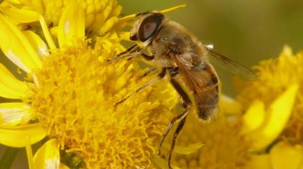 naturisme arnica goneste edemul