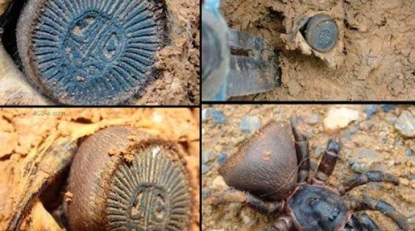 un fermier chinez a descoperit un paianjen extrem de rar