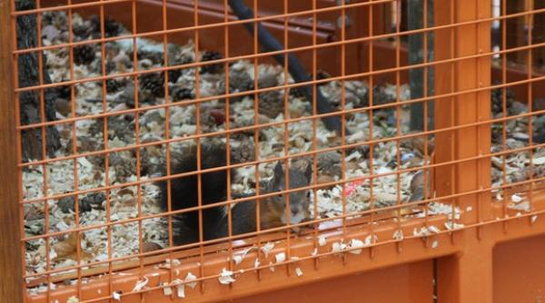 una dintre cele doua veverite inchise in voliera din parcul din bistrita gasita moarta