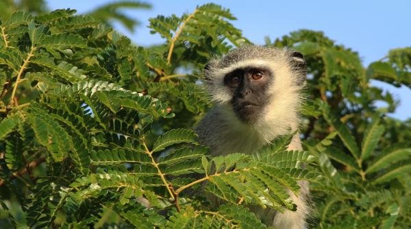 o specie de maimute capabile de utilizarea tacticilor de manipulare