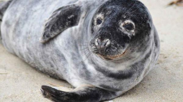 delfinariul din constanta si a marit familia de animale