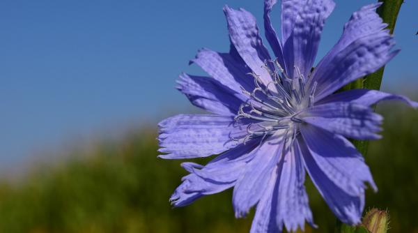 plantele care au grija de inima ta