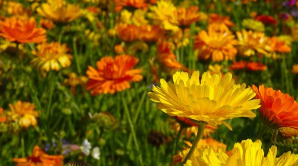 trei plante pentru detoxificarea ficatului