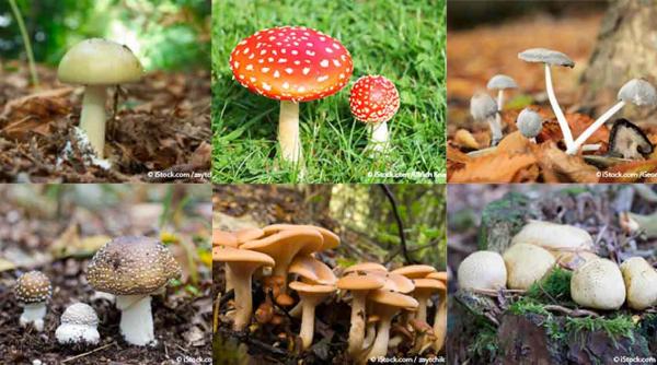 neamt o familie din bicaz s a intoxicat cu ciuperci otravitoare