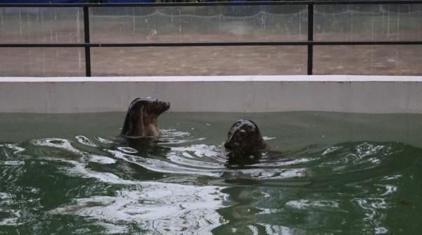 video cele doua foci de marea baltica se adapteaza usor in delfinariu constanta