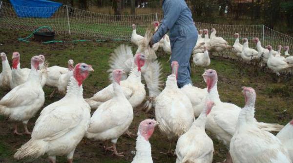 ungaria a sacrificat 400 de mii de pasari din cauza gripei aviare