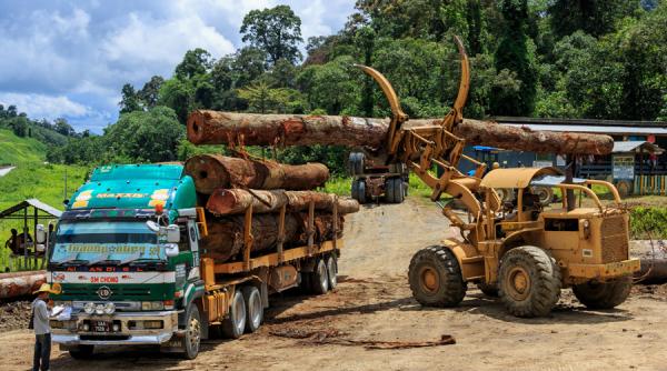 greenpeace romania sesizeaza diicot dupa identificarea unui numar de 35 de transporturi ilegale de lemn in gorj