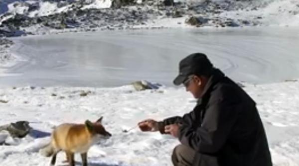 video o vulpe care traieste langa lacul bucura ii uimeste pe turisti