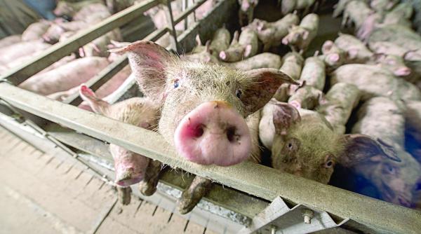 despagubiri pentru crescatorii de porci