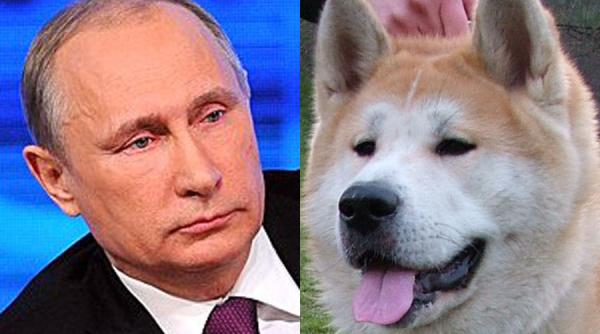 tokyo vrea sa i daruiasca lui vladimir putin un caine din rasa akita inu