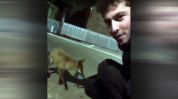 video o vulpe tine mortis sa se impieteneasca cu un om