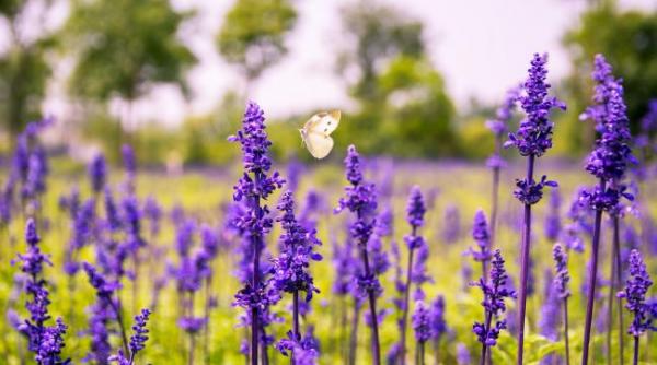 naturisme produs pentru flora intestinului