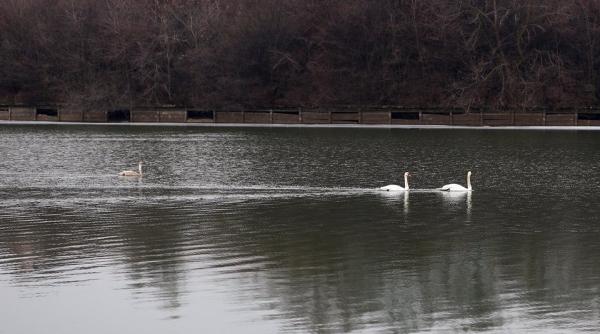 olt pompierii au salvat o lebada ranita aflata pe un lac inghetat