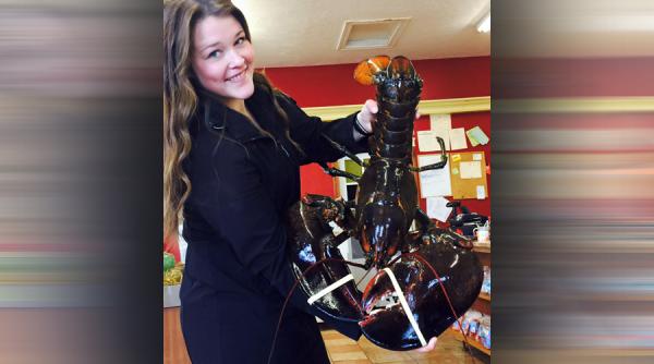 un homar de 100 de ani a scapat cu viata dintr un restaurant