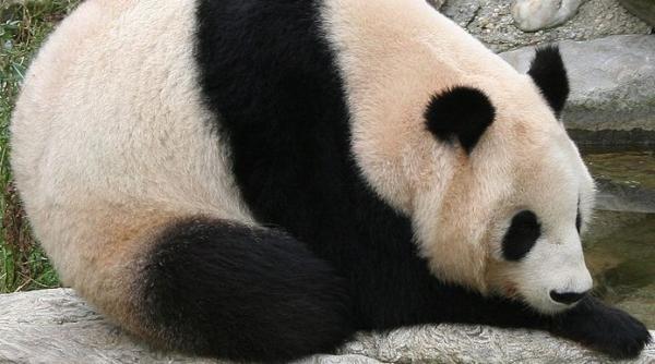 a murit ursul panda long hui tatal celor doi pui gemeni nascuti in august la viena