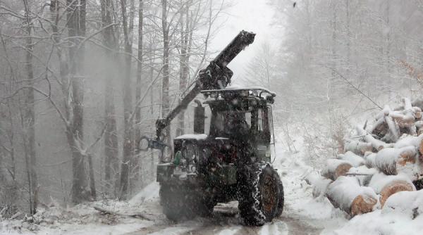 romania are incepand de vineri un portal al exploatarilor legale si transporturilor de masa lemnoasa