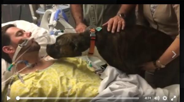 imagini emotionante un caine a fost la spital sa si la ramas bun de la stapanul muribund