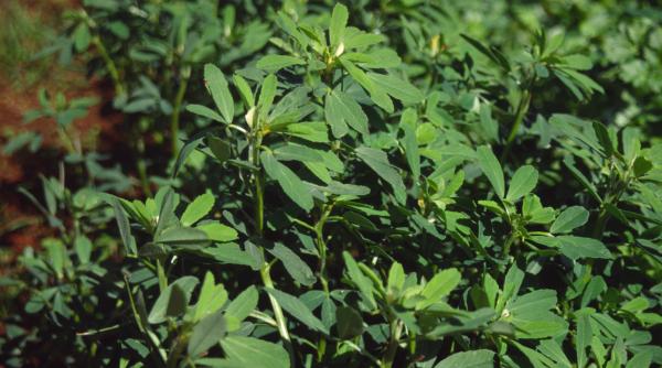 fanul grec cel mai bun afrodisiac natural si remediul ideal pentru femeile de varsta a treia